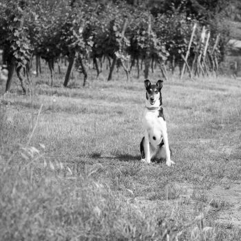 Billa auf dem Weg zur Wachtenburg